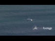 Wellington Airport Air NZ Plane Landing 4, Aerial 2571